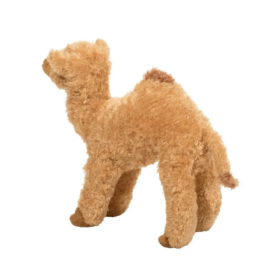 Lawrence Camel