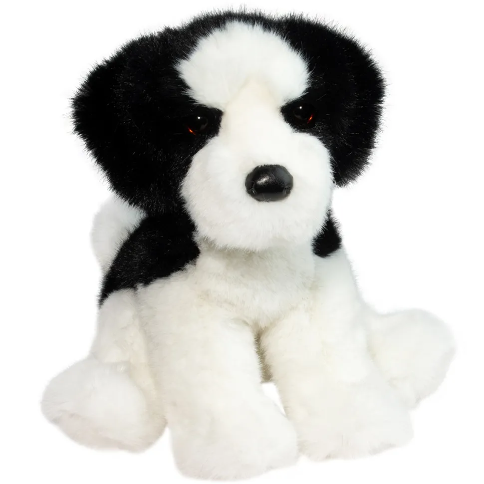 Teefer Shih Tzu