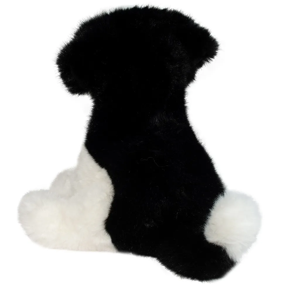 Teefer Shih Tzu