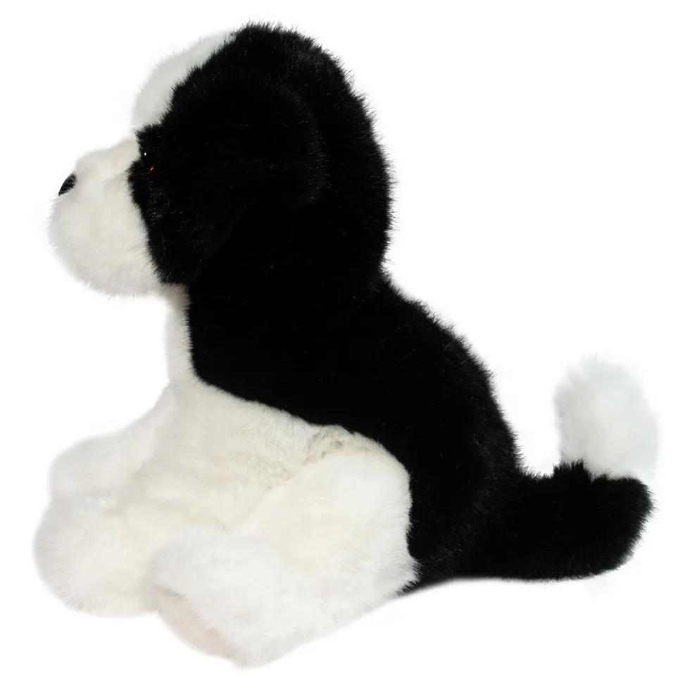 Teefer Shih Tzu