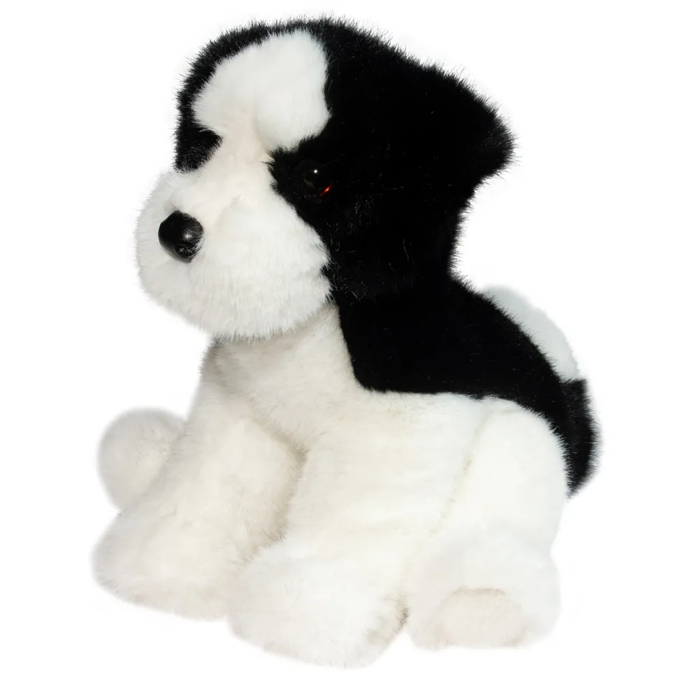Teefer Shih Tzu